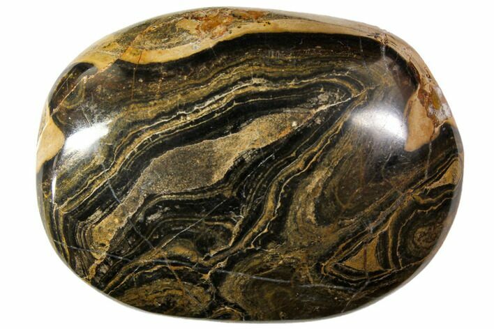 Polished Stromatolite (Greysonia) Pebble - Bolivia #113515